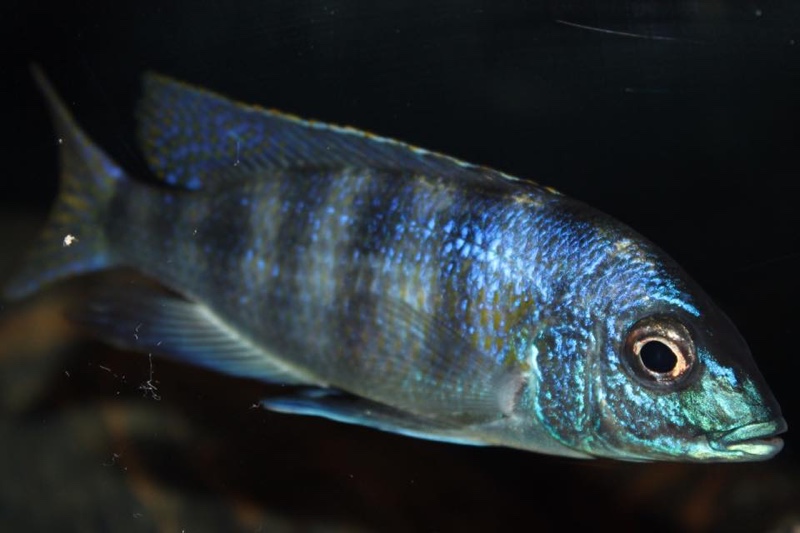 Mylochromis ericotaenia 'Manda'